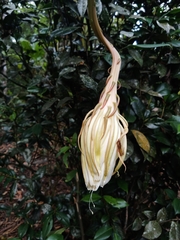 Epiphyllum oxypetalum