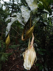 Epiphyllum oxypetalum