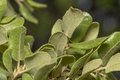 Image of Quercus aucheri by (c) Eleftherios Katsillis, some rights reserved (CC BY)