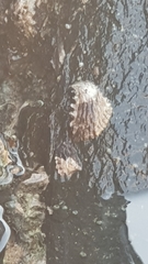 Saccostrea