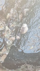 Saccostrea