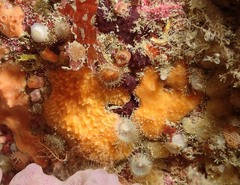 Chelonaplysilla noevus