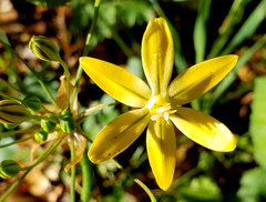 Triteleia ixioides