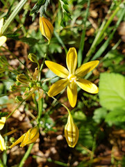 Triteleia ixioides