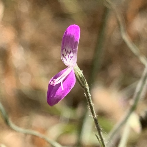 Dicliptera paniculata