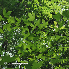 Liquidambar formosana