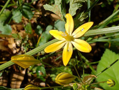 Triteleia ixioides