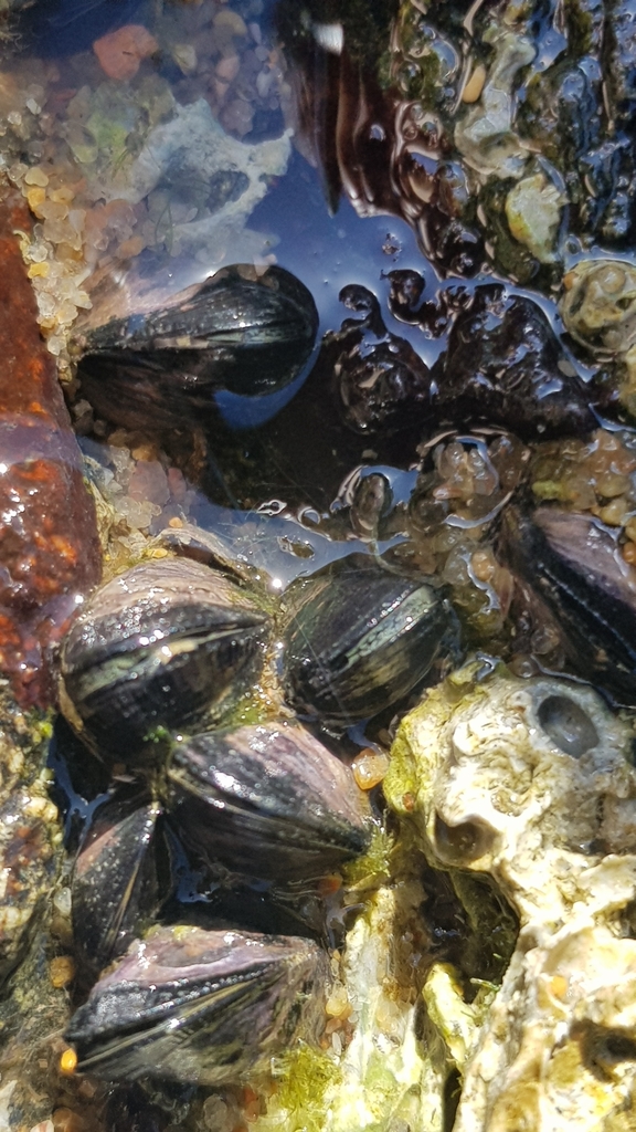 variable mussel