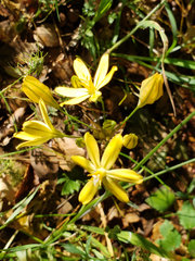 Triteleia ixioides