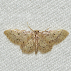 Idaea celtima