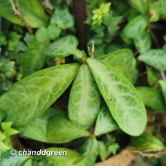 Breynia spatulifolia