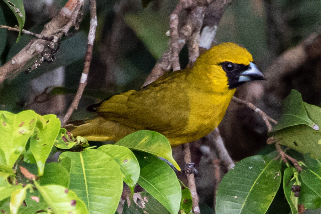 Yellow-green Grosbeak photo