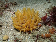 Polymastia boletiformis