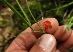 Lathyrus cicera
