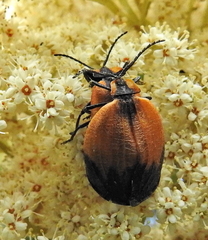Lycus palliatus