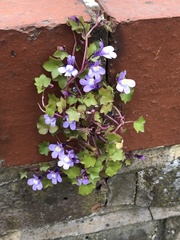 Cymbalaria muralis
