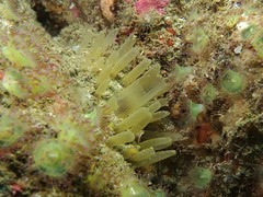 Polymastia penicillus