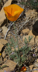 Eschscholzia lemmonii
