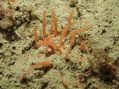 Polymastia agglutinans