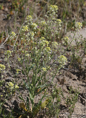 Lepidium jaredii album