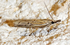 Fissicrambus quadrinotellus