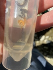 Synurella dentata