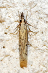 Fissicrambus quadrinotellus
