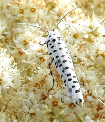 Yponomeuta strigillatus