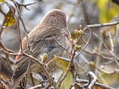 Haemorhous mexicanus