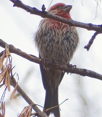 Haemorhous mexicanus