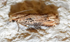 Epiblema chromata