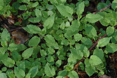 Impatiens parviflora