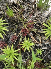 Drosera