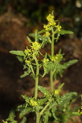Sisymbrium officinale