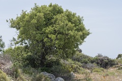 Quercus aucheri