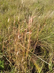 Monocymbium ceresiiforme