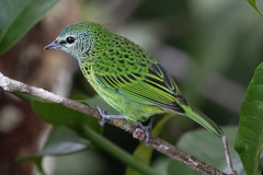 Ixothraupis punctata