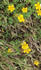 Oxalis texana