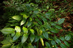 Aralia armata