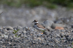 Charadrius placidus
