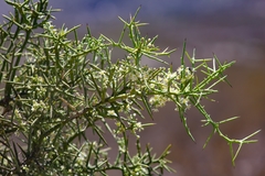 Koeberlinia spinosa