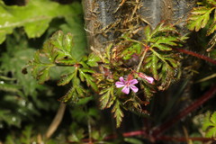 Geranium robertianum