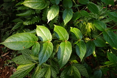 Aralia armata