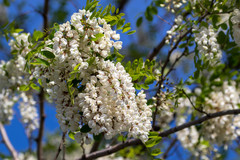 Robinia pseudoacacia
