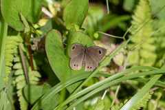 Ypthima argus