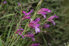 Italian Gladiolus (Gladiolus italicus)