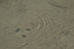 Aquarius elongatus