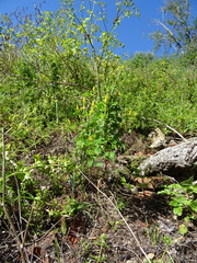 Melilotus italicus