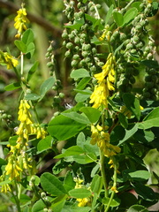 Melilotus italicus