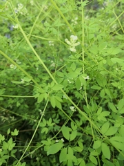 Ceratocapnos claviculata